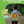 toddler wearing lion backpack with tropical jungle book shown on green background